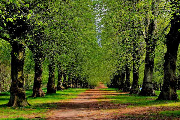 View of trees in Nottinghamshire